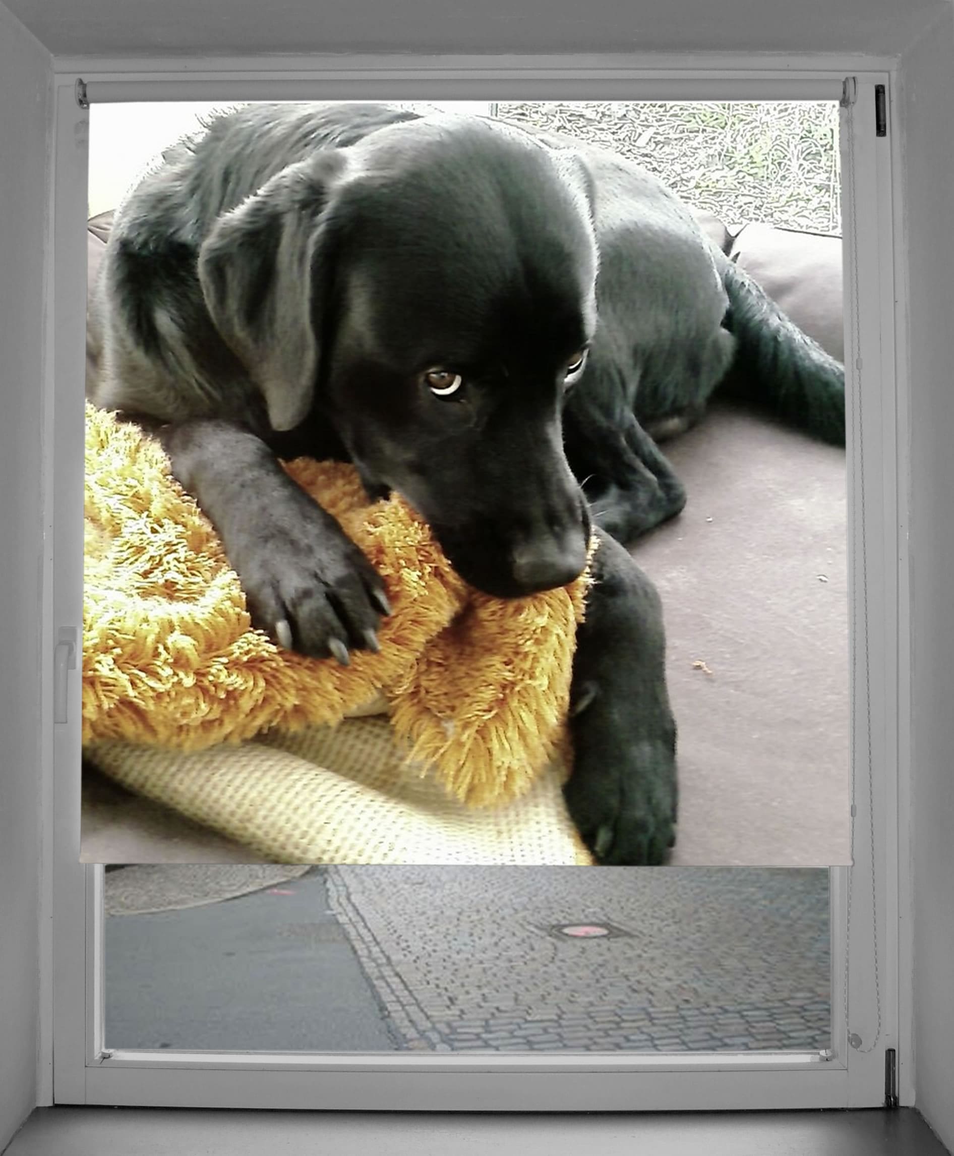 Fotorollo mit eigenem Hund Fotorollo mit eigenem Hund